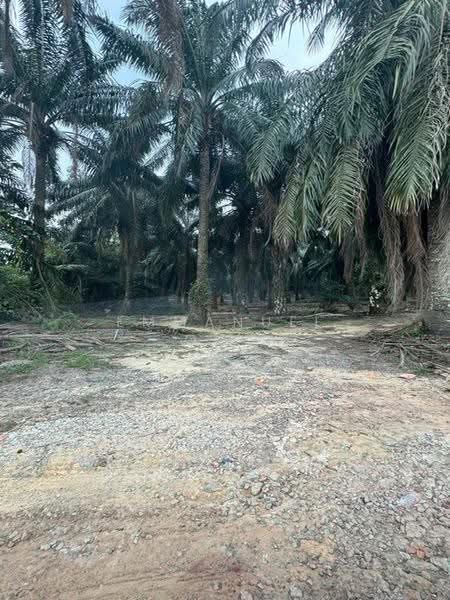 Tanah Pertanian untuk Disewa di Senai (Johor) - Emmanuel Ong - Exterior - PropertyGuru.com.my