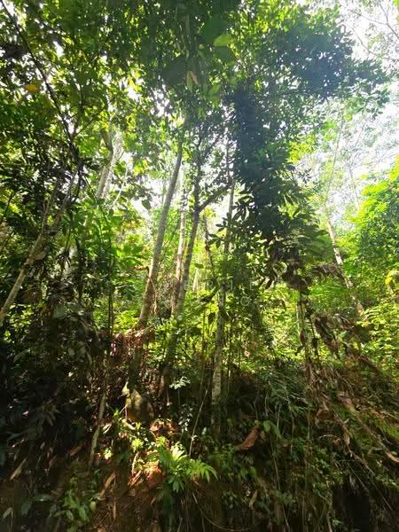 Agricultural Land for Sale in Kati (Kuala Kangsar) - Cherie Chong - PropertyGuru.com.my