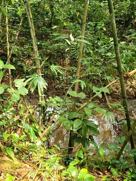 Agricultural Land for Sale in Kati (Kuala Kangsar) - Cherie Chong - PropertyGuru.com.my