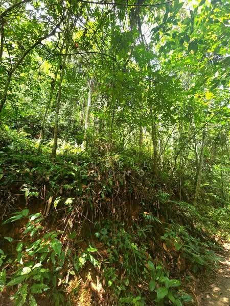 Agricultural Land for Sale in Kati (Kuala Kangsar) - Cherie Chong - PropertyGuru.com.my