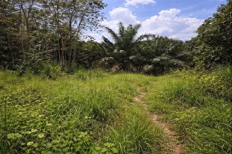 Tanah Perindustrian untuk Disewa di Pekan Nenas (Jeram Batu) - Adam Lee - Exterior - PropertyGuru.com.my