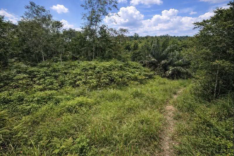 Tanah Perindustrian untuk Disewa di Pekan Nenas (Jeram Batu) - Adam Lee - Exterior - PropertyGuru.com.my