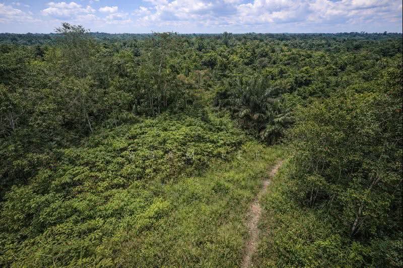 Tanah Perindustrian untuk Disewa di Pekan Nenas (Jeram Batu) - Adam Lee - Exterior - PropertyGuru.com.my