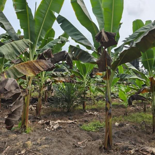 Agricultural Land for Sale in Layang Layang (Johor) - Steven Ngoi - Garden - PropertyGuru.com.my