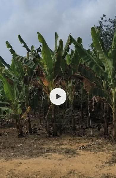 Agricultural Land for Sale in Layang Layang (Johor) - Steven Ngoi - Garden - PropertyGuru.com.my
