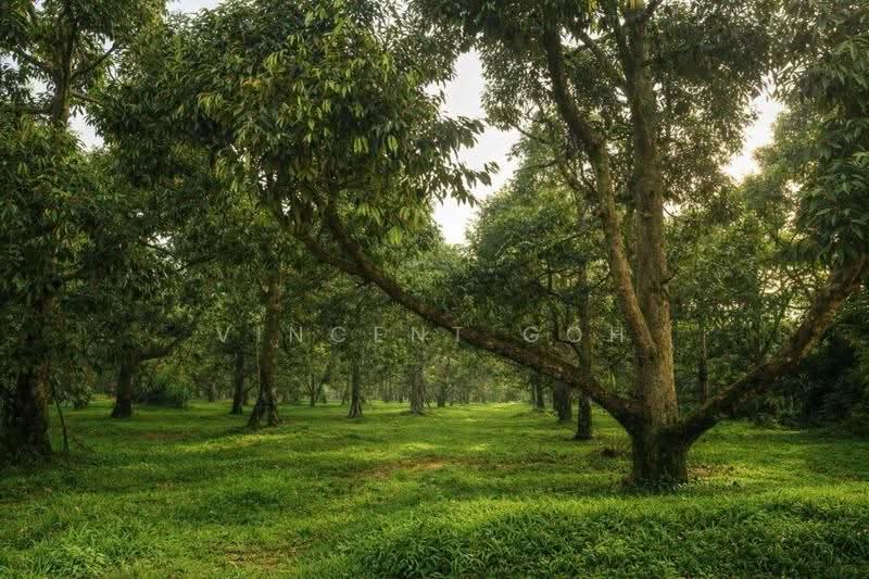 Tanah Pertanian untuk Dijual di Bentong (Pahang) - Vincent Goh - Garden - PropertyGuru.com.my