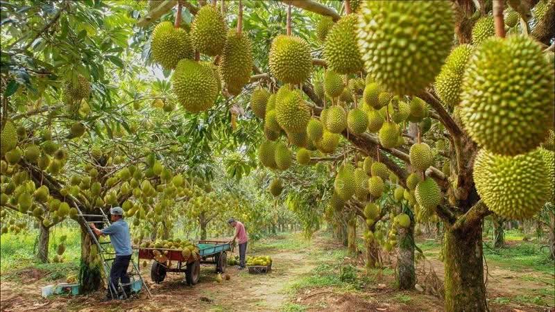 Tanah Pertanian untuk Dijual di Bentong (Pahang) - Vincent Goh - Exterior - PropertyGuru.com.my