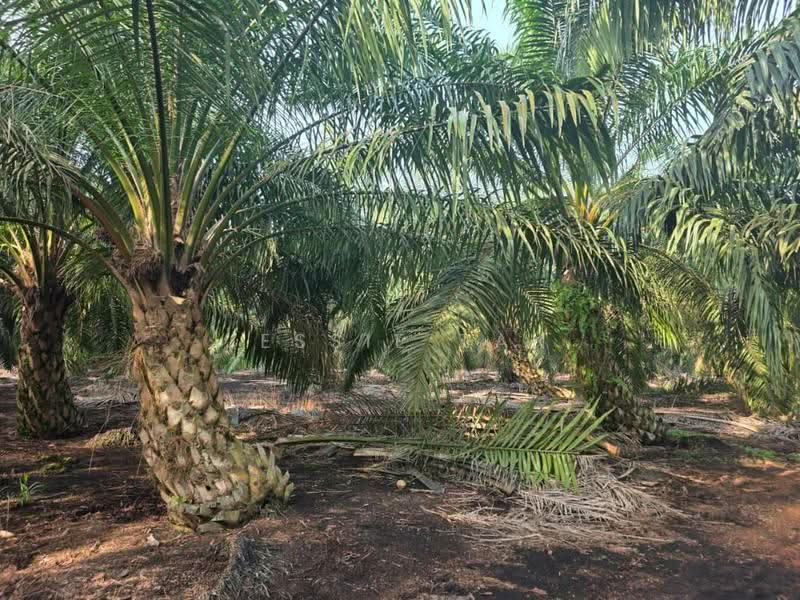 Agricultural Land for Sale in Ayer Baloi (Johor) - Jessie Tan - PropertyGuru.com.my