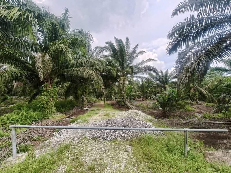 Agricultural Land for Sale in Kampung Rimba Terjun (Pontian) - Dovin Ler - Exterior - PropertyGuru.com.my