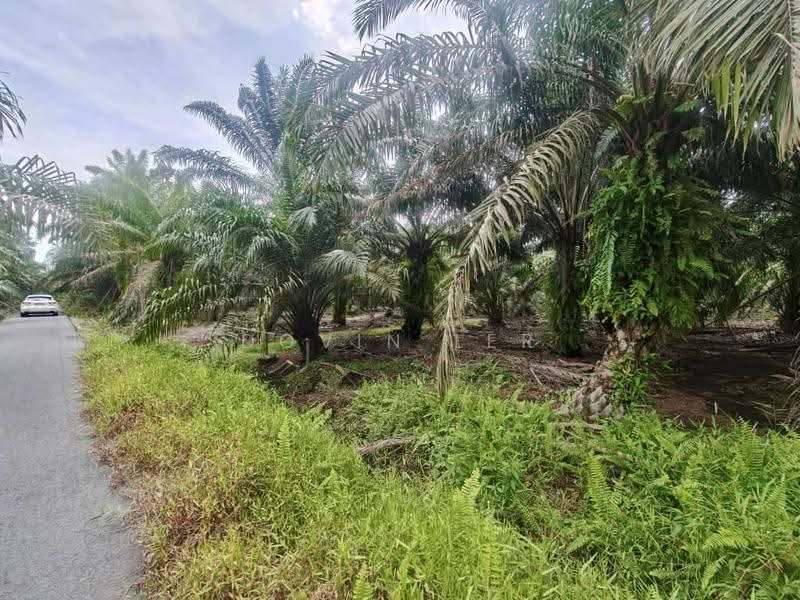 Agricultural Land for Sale in Kampung Rimba Terjun (Pontian) - Dovin Ler - Exterior - PropertyGuru.com.my
