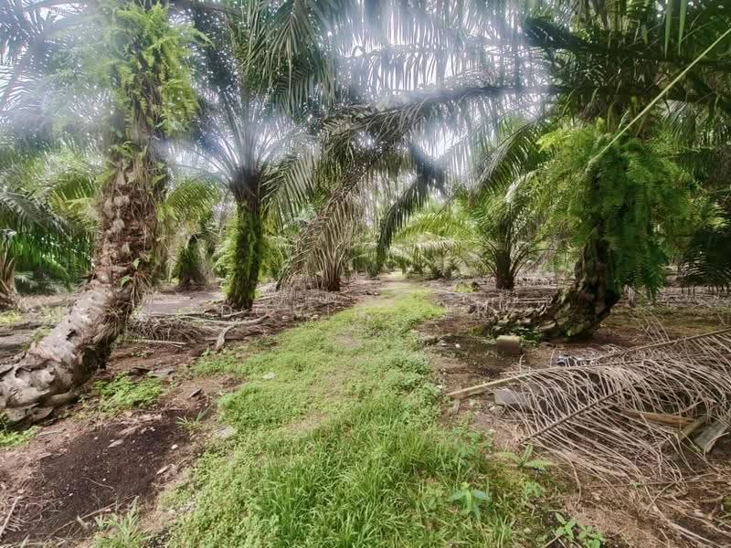 Agricultural Land for Sale in Kampung Rimba Terjun (Pontian) - Dovin Ler - Exterior - PropertyGuru.com.my