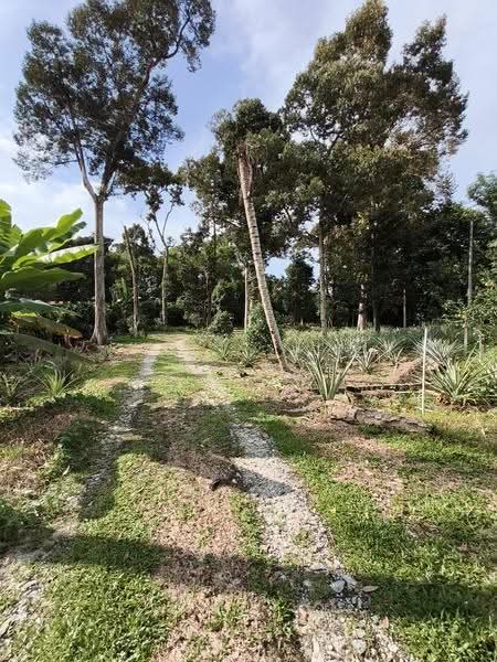 Tanah Pertanian untuk Dijual di Balik Pulau (Penang) - CH Yeoh - Exterior - PropertyGuru.com.my