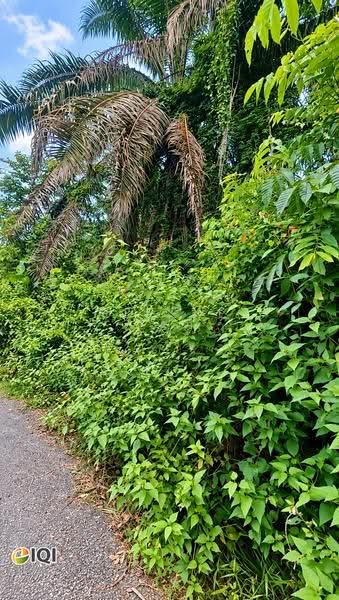 Lain-lain untuk Dijual di Kamunting (Perak) - Serene Tan - Actual Site Photo - PropertyGuru.com.my