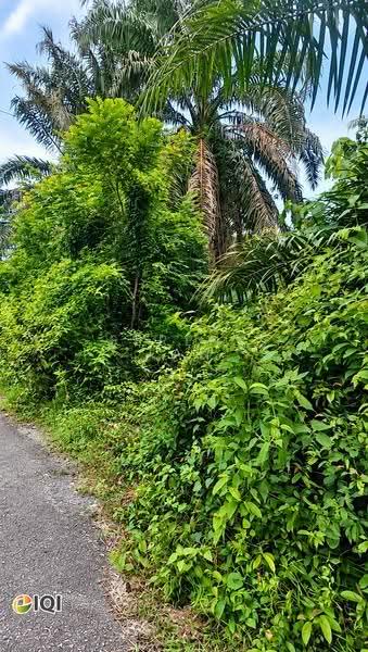 Lain-lain untuk Dijual di Kamunting (Perak) - Serene Tan - Actual Site Photo - PropertyGuru.com.my