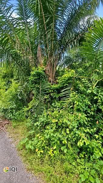 Lain-lain untuk Dijual di Kamunting (Perak) - Serene Tan - Actual Site Photo - PropertyGuru.com.my