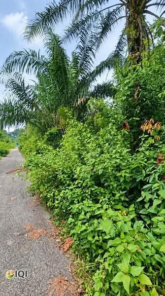 Lain-lain untuk Dijual di Kamunting (Perak) - Serene Tan - Actual Site Photo - PropertyGuru.com.my