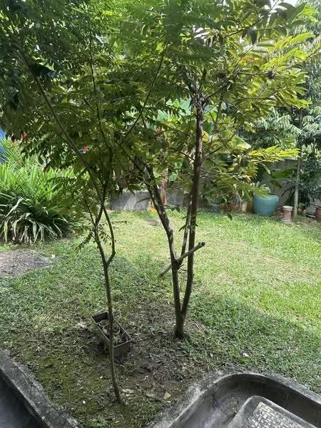 Bungalow House for Sale in Petaling Jaya (Selangor) - Sumitra Sabaratnam - Garden - PropertyGuru.com.my