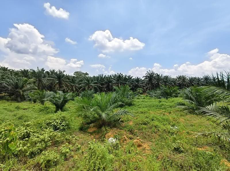 Tanah Pertanian untuk Dijual di Sedenak (Johor) - K S Ong - Exterior - PropertyGuru.com.my