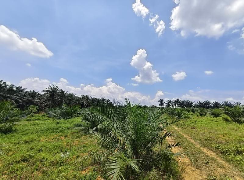 Tanah Pertanian untuk Dijual di Sedenak (Johor) - K S Ong - Exterior - PropertyGuru.com.my