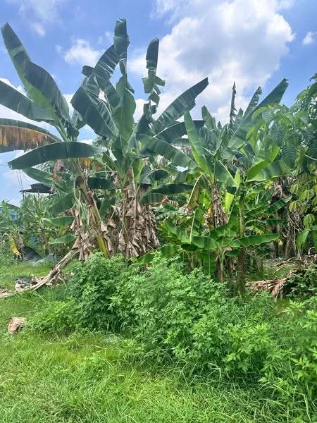 Agricultural Land for Sale in Kampung Bukit Lanchong (Subang Jaya) - Veron Leong - Garden - PropertyGuru.com.my