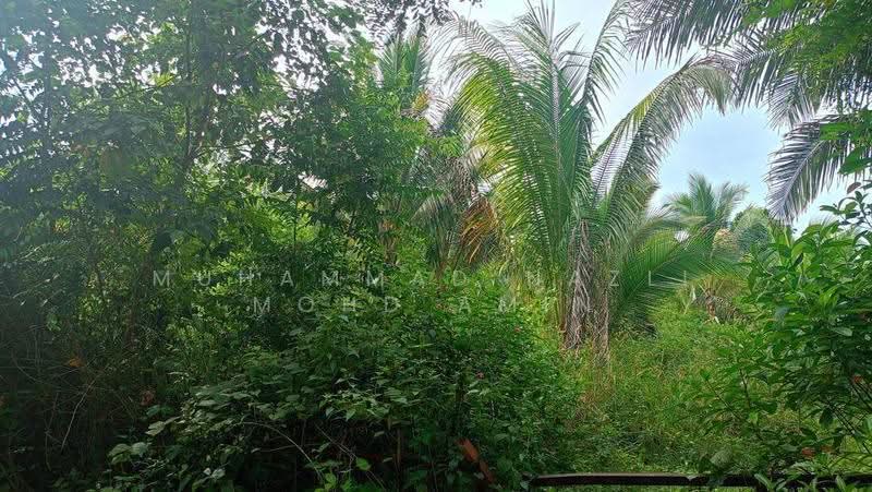 Agricultural Land for Sale in Kampung Air Betang (Gerik) - Muhammad Nazli Mohd Amin - Garden - PropertyGuru.com.my