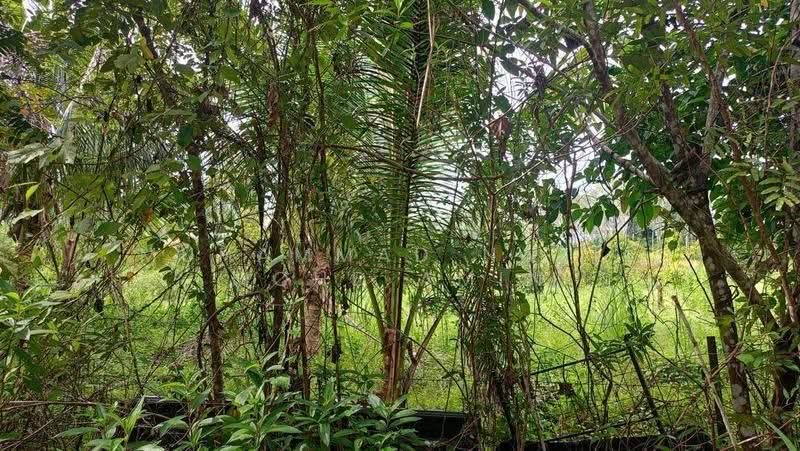 Agricultural Land for Sale in Kampung Air Betang (Gerik) - Muhammad Nazli Mohd Amin - Exterior - PropertyGuru.com.my