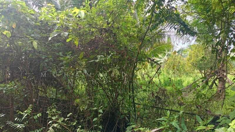 Agricultural Land for Sale in Kampung Air Betang (Gerik) - Muhammad Nazli Mohd Amin - Garden - PropertyGuru.com.my