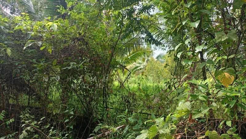Agricultural Land for Sale in Kampung Air Betang (Gerik) - Muhammad Nazli Mohd Amin - Garden - PropertyGuru.com.my