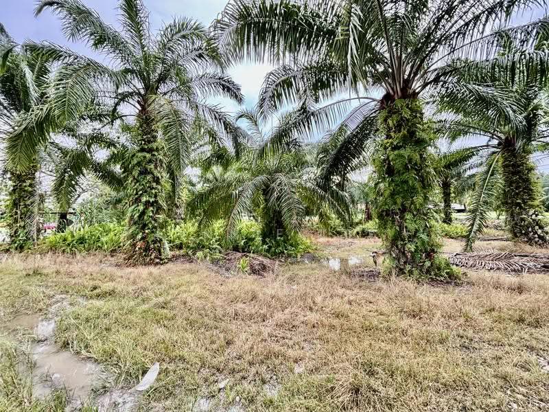 Agricultural Land for Sale in Bagan Datuk (Perak) - Fennie Tee - Exterior - PropertyGuru.com.my