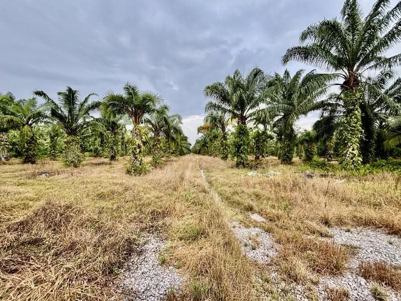Agricultural Land for Sale in Bagan Datuk (Perak) - Fennie Tee - Exterior - PropertyGuru.com.my