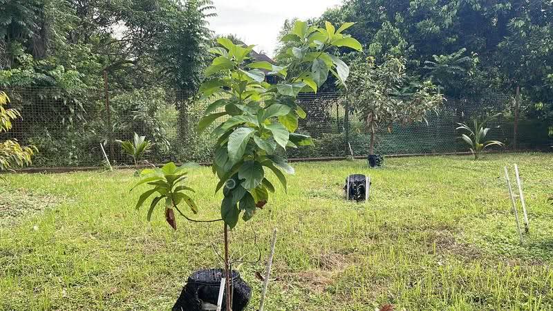 Bungalow House for Sale in Taman Bukit Tiram (Ulu Tiram) - Fion Lim - Garden - PropertyGuru.com.my