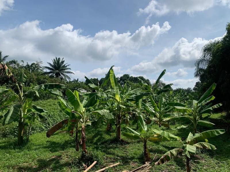 Agricultural Land for Sale in Morib (Selangor) - Alvin Seah - Garden - PropertyGuru.com.my