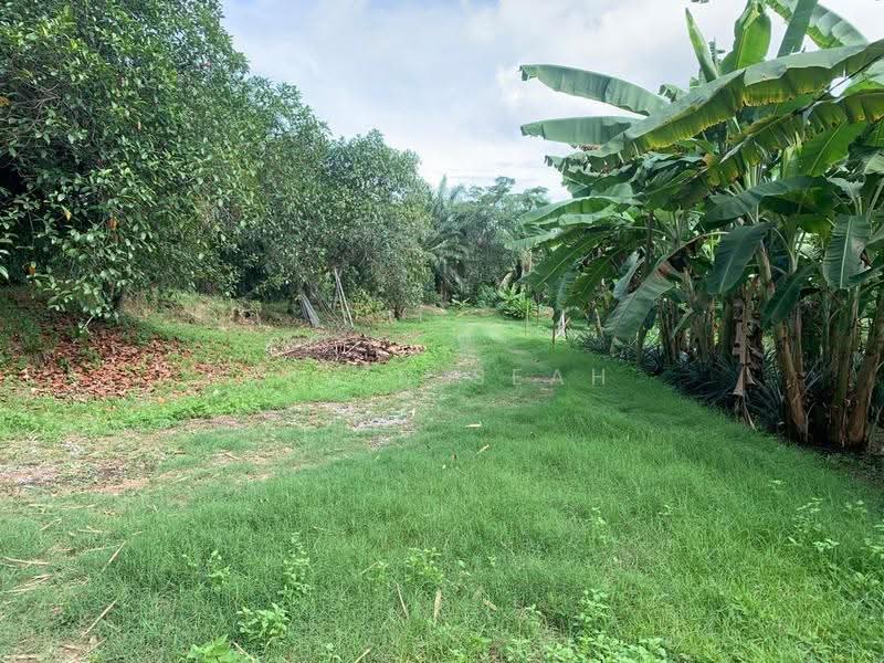 Agricultural Land for Sale in Morib (Selangor) - Alvin Seah - Garden - PropertyGuru.com.my