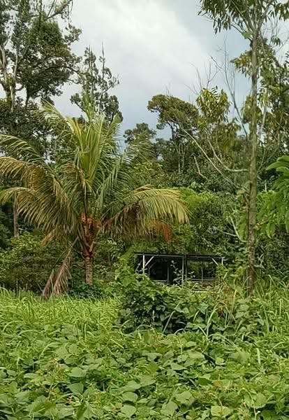 Tanah Pertanian untuk Dijual di Hulu Langat (Selangor) - Winnie Lim - Exterior - PropertyGuru.com.my