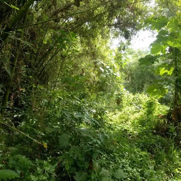 Tanah Pertanian untuk Dijual di Hulu Langat (Selangor) - Winnie Lim - Garden - PropertyGuru.com.my