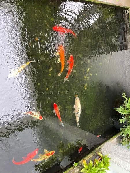 Rumah Banglo untuk Dijual di Bukit Tunku (Kenny Hills) (Kuala Lumpur) - Norros Aliza - Garden - PropertyGuru.com.my