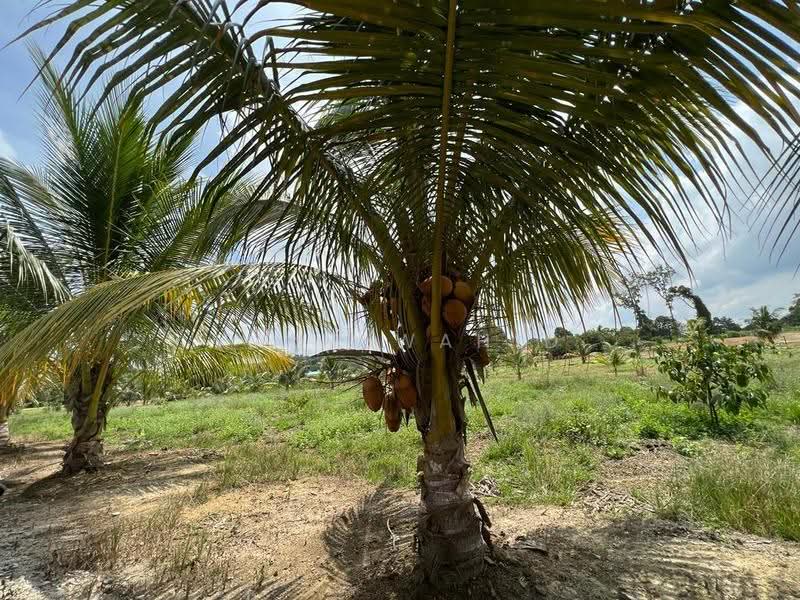 Agricultural Land for Sale in Sungai Petai (Melaka) - Hana Wahid - Exterior - PropertyGuru.com.my