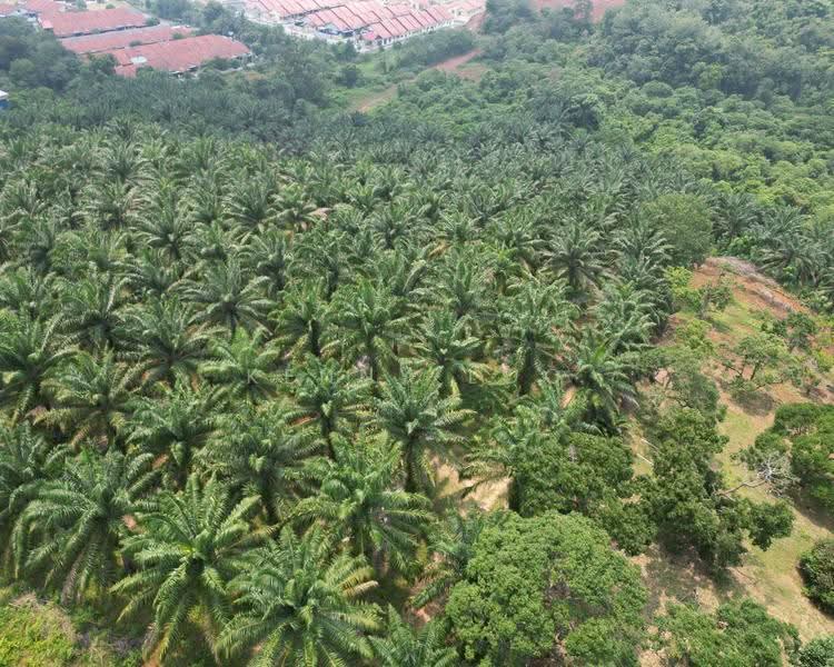 Agricultural Land for Sale in Sungai Karang (Pahang) - Kenny Loo - Exterior - PropertyGuru.com.my