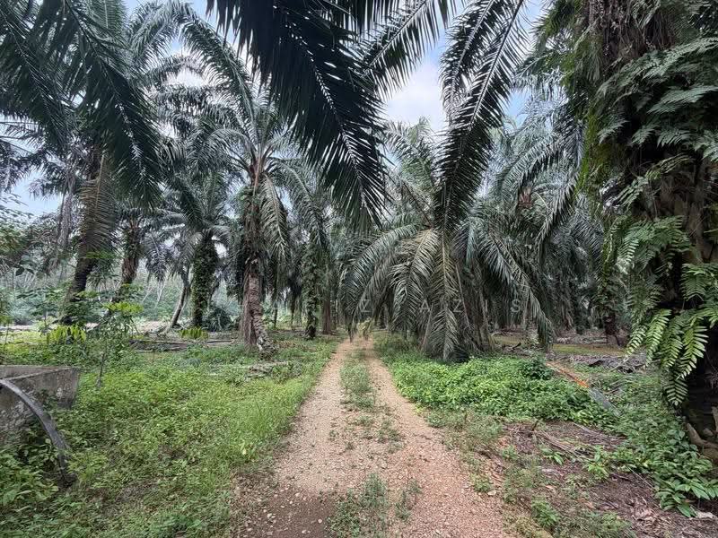 Tanah Pertanian untuk Dijual di Taman Bukit Bakri (Bakri) - ALHAFIZ AZIS - Exterior - PropertyGuru.com.my