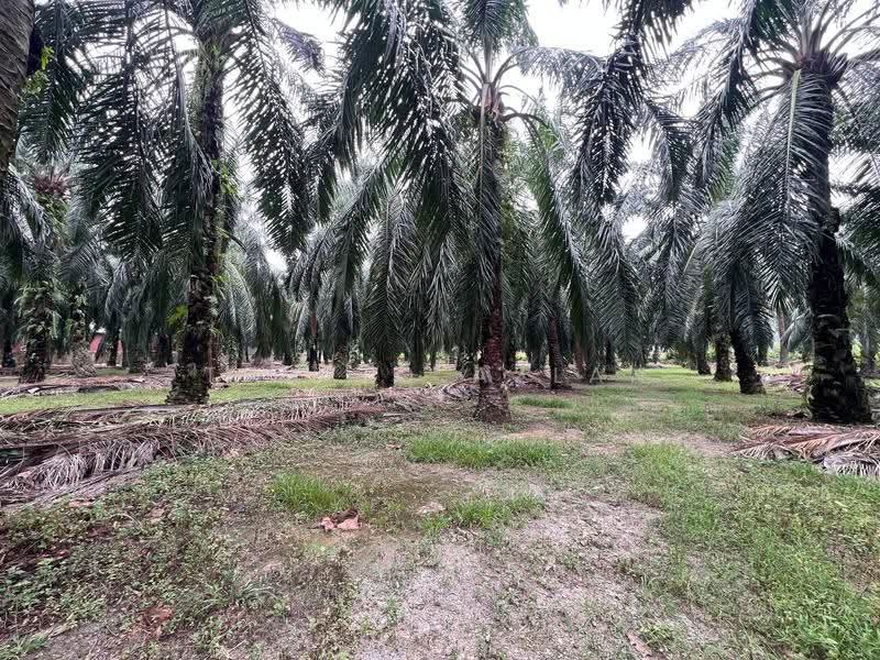 Commercial Land for Sale in Ijok Batu 8 (Ijok) - Taufiq Azlan - Exterior - PropertyGuru.com.my