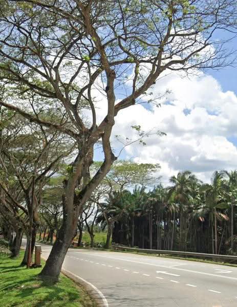 Tanah Pertanian untuk Dijual di Kulai (Johor) - Kelly Wai - Exterior - PropertyGuru.com.my