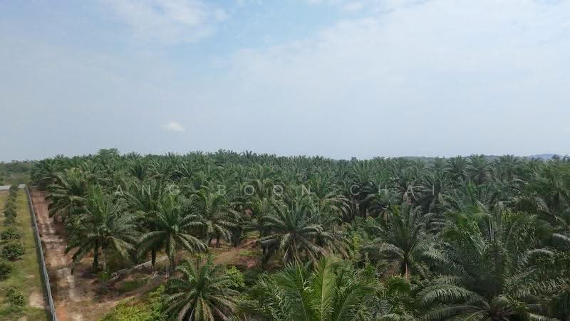 Tanah Pertanian untuk Dijual di Kluang (Johor) - Ang Boon Chai - Exterior - PropertyGuru.com.my