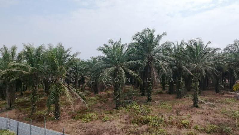 Tanah Pertanian untuk Dijual di Kluang (Johor) - Ang Boon Chai - Exterior - PropertyGuru.com.my