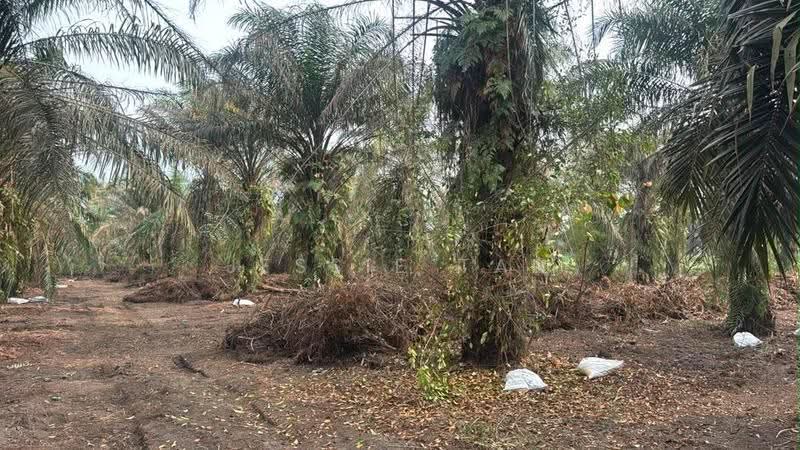 Agricultural Land for Sale in Pekan Nanas (Johor) - Jessie Tan - Exterior - PropertyGuru.com.my