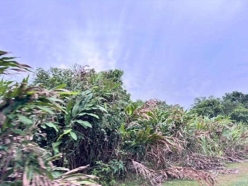 Industrial Land for Sale in Pekan Nanas (Johor) - Janice Pang - Exterior - PropertyGuru.com.my
