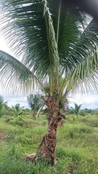 Agricultural Land for Sale in Pontian (Johor) - Tomi Yap - Garden - PropertyGuru.com.my