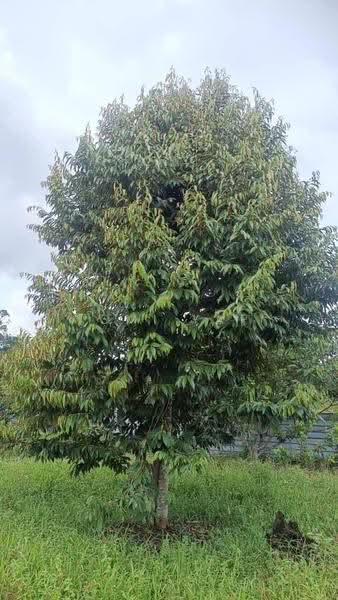 Agricultural Land for Sale in Pontian (Johor) - Tomi Yap - Garden - PropertyGuru.com.my