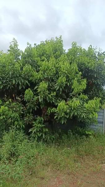 Agricultural Land for Sale in Pontian (Johor) - Tomi Yap - Exterior - PropertyGuru.com.my