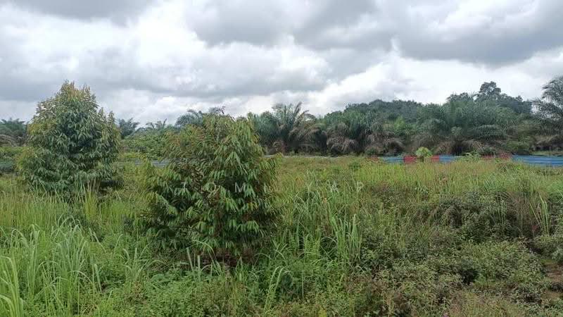 Agricultural Land for Sale in Pontian (Johor) - Tomi Yap - Exterior - PropertyGuru.com.my