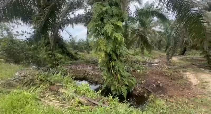 Agricultural Land for Sale in Pekan Nenas (Johor) - Tomi Yap - Exterior - PropertyGuru.com.my